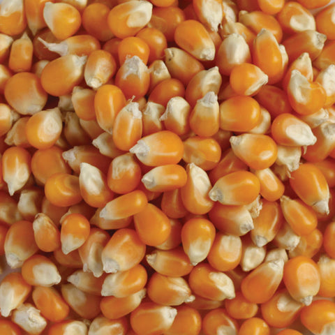 ORGANIC POPCORN 400G (#105459)
