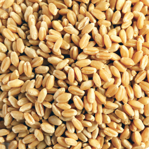 ORGANIC WHEAT GRAIN 20KG (#100183)