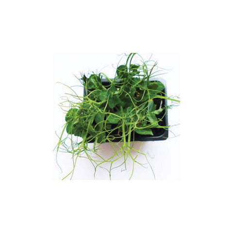 MICRO GREEN CRESS PEA TENDRIL (#104730)