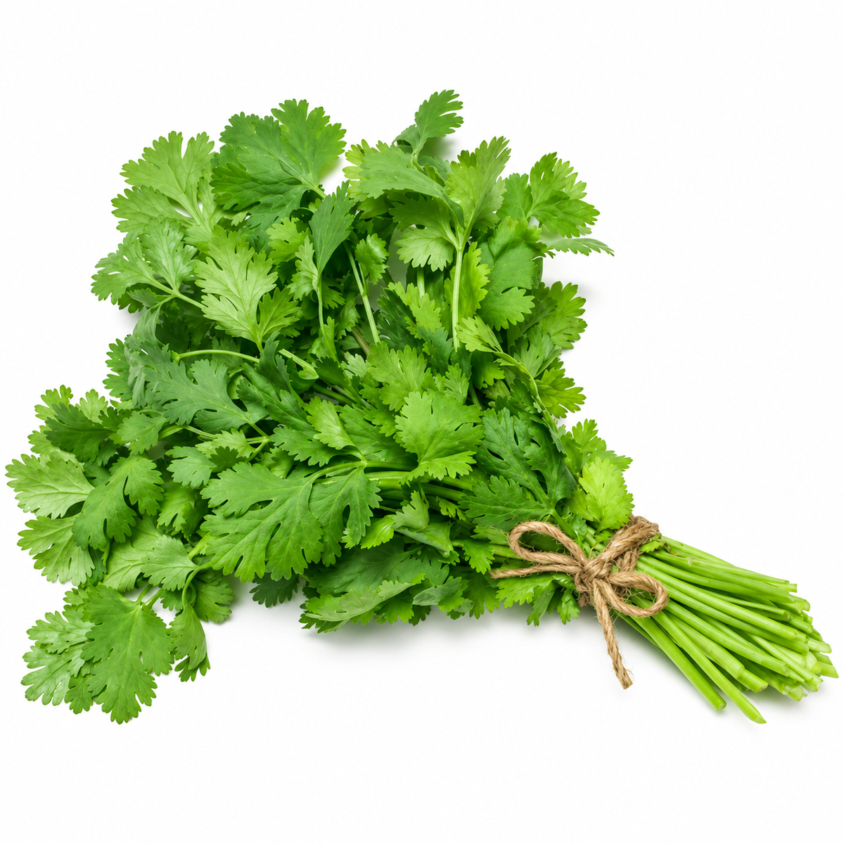 CORIANDER 50G (