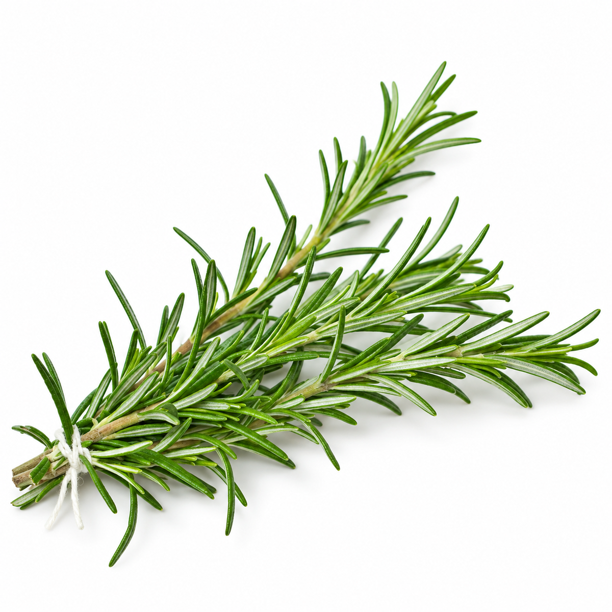 ROSEMARY 25G (