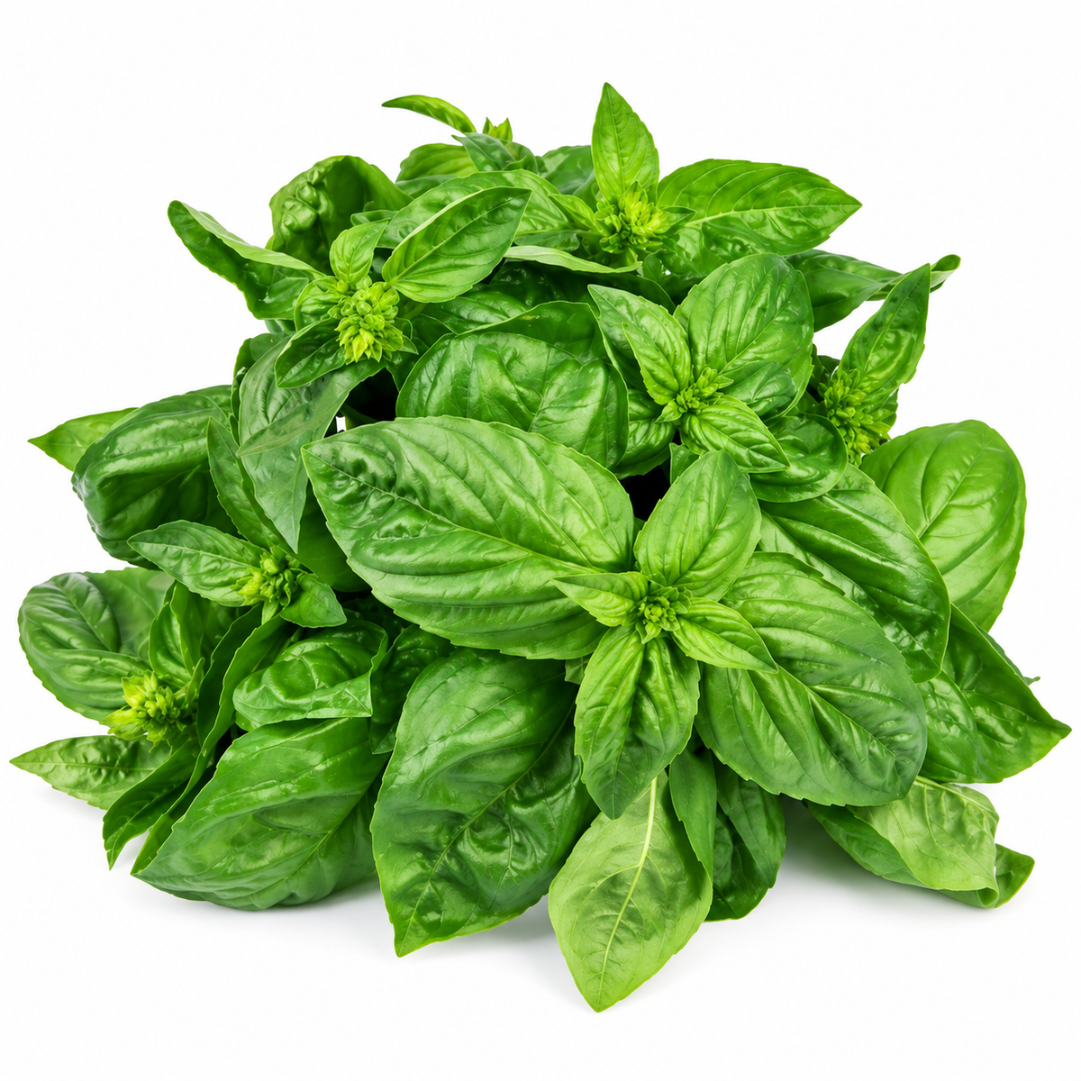 BASIL 25G (