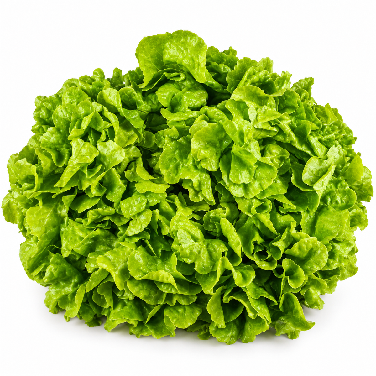 ORGANIC GREEN OAK LEAF LETTUCE (1PC) (