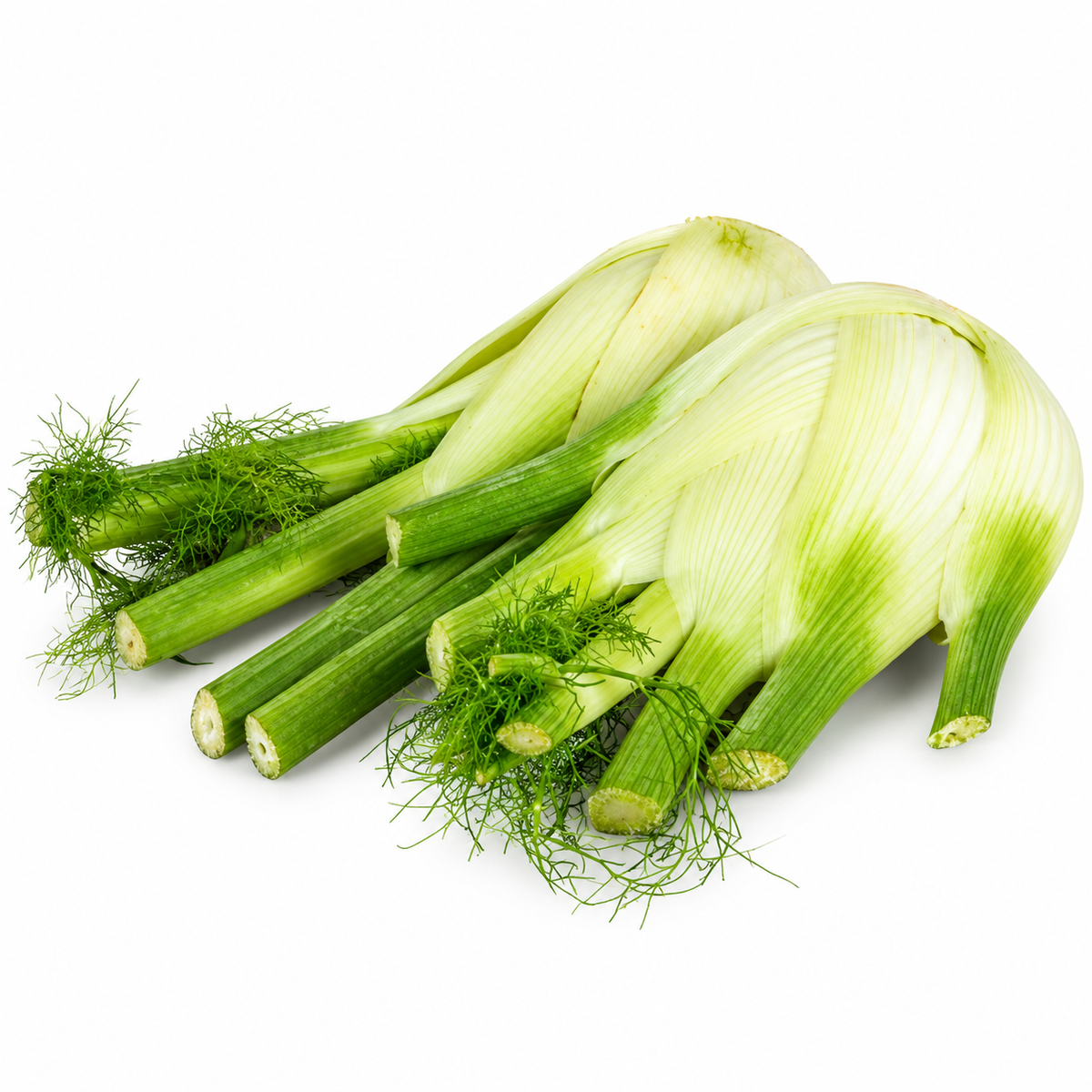 ORGANIC FENNEL 0.5KG+/- (
