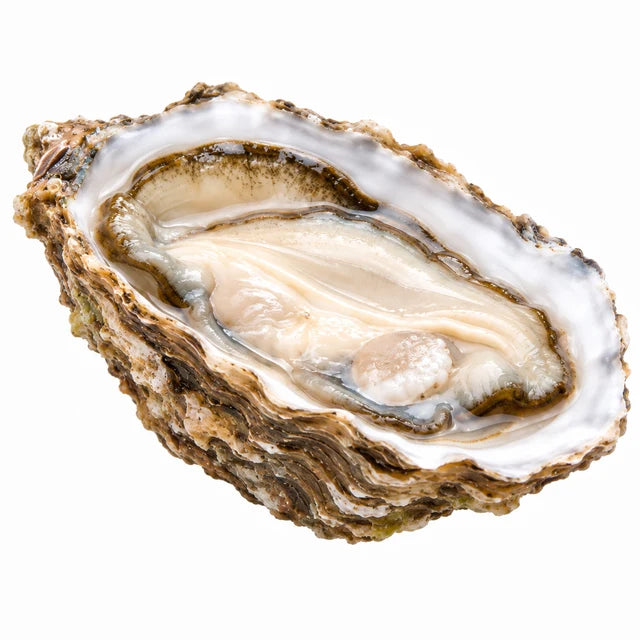 SPECIAL CLAIRE OYSTERS NO3 24PC (GRAND CRU) (