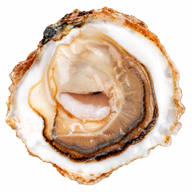 BELON PLATE OYSTERS G (BIG SIZE) 25PC (