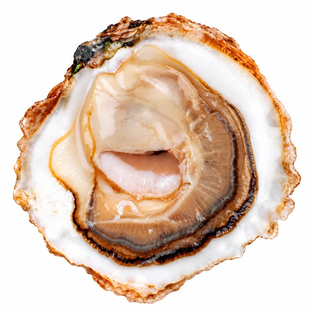 BELON PLATE OYSTERS M (MEDIUM SIZE) 25PC (
