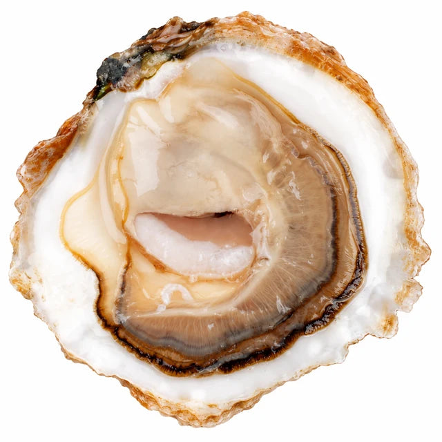 BELON PLATE OYSTERS TG (VERY BIG SIZE) 25PC (