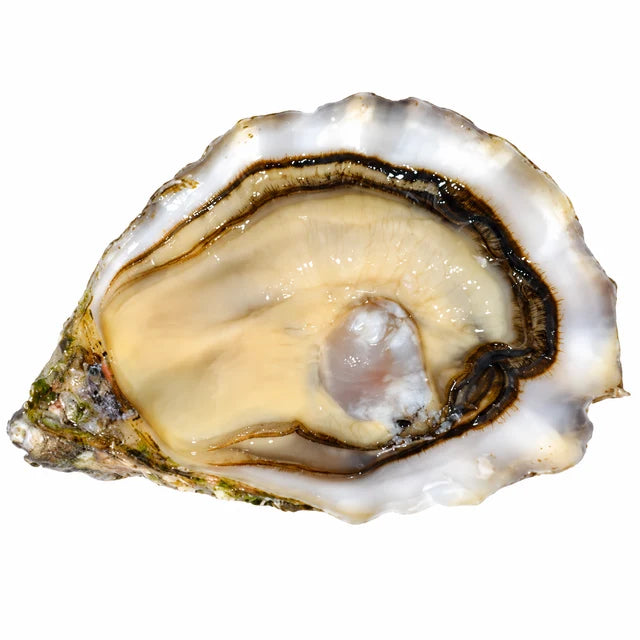 BELON PLATE ORGANIC OYSTERS M (MEDIUM SIZE) 25PC (