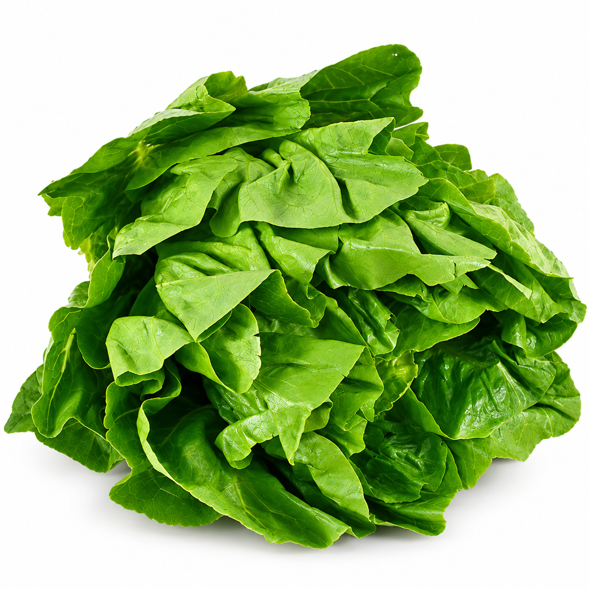 ROMAINE LETTUCE 300G (