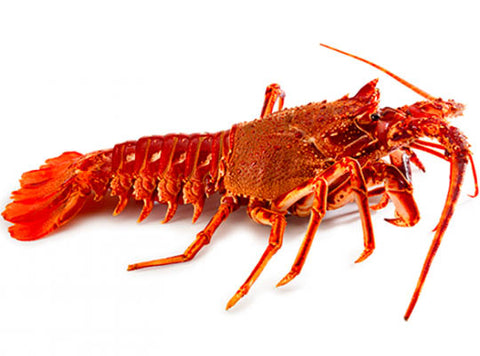 WHOLE LOBSTER 400G (#122295)