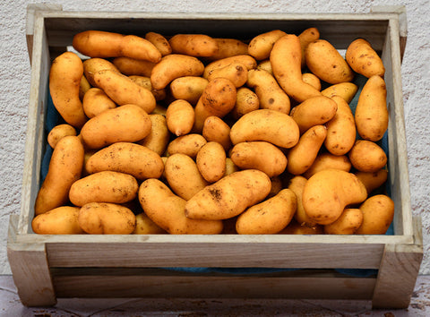 RATTE TOUQUET POTATO (500G) (#122774)