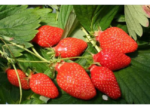 STRAWBERRY GARIGUETTE 250G (#122829)