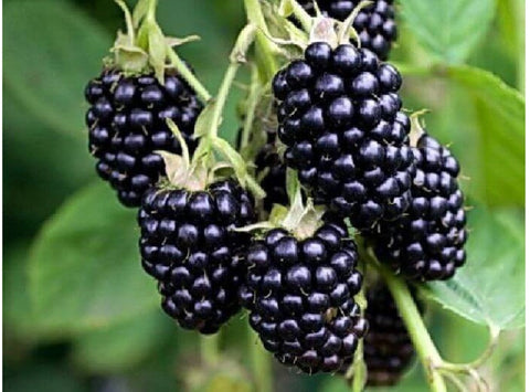 BLACKBERRY 100G (#122808)