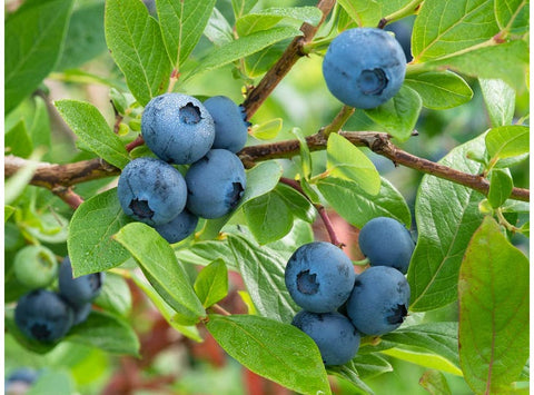 BLUEBERRY 100G (#122809)