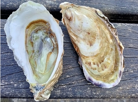 ORGANIC CANCALE HOLLOW OYSTERS NO0X24P 25PC (#128002)