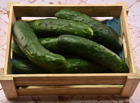 ORGANIC SHORT CUCUMBER NOA 0.5KG+/- (#121295)