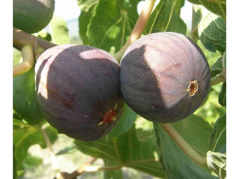 BLACK FIGS 250G (#122738)