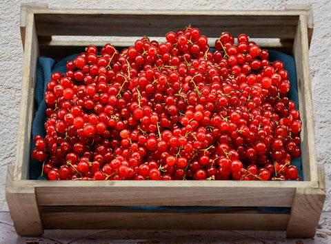 RED CURRANTS (#122718)