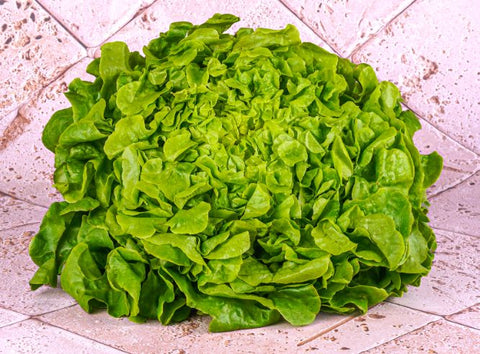 ORGANIC OAK LEAF BLOND (#123695)