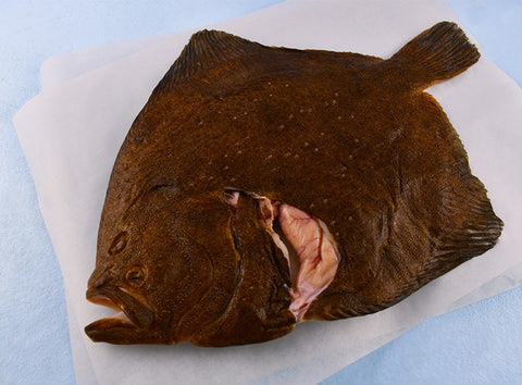 TURBOT MSC 1.1KG (#123051)