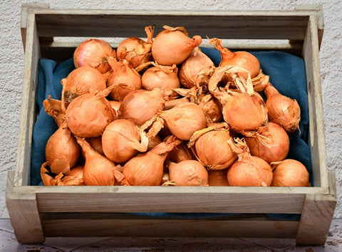 ONION ROSCOFF 1KG (#122837)