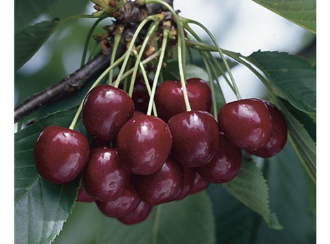 BLACK CHERRY REGINA 500G (#122763)