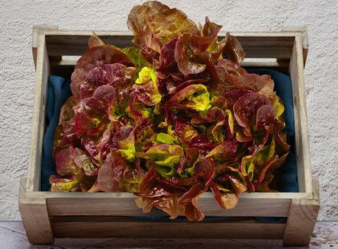 ORGANIC RED OAK LEAF (#123697)