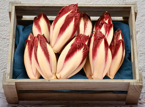CARMINE CHICORY 1KG (#122695)