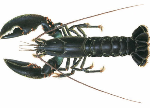 LIVE ATLANTIC BLUE LOBSTER 1KG (#122677)