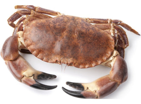 LIVE ATLANTIC EDIBLE CRAB 1KG (#122656)