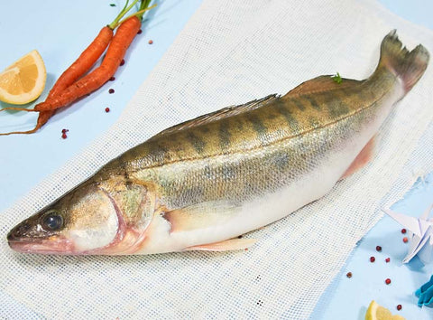 SWEDISH PIKE PERCH 1.5KG (#122644)