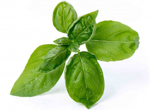 ORGANIC SWEET BASIL 20G (#125978)