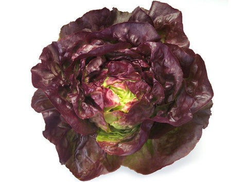 ORGANIC ROUGETTE SALAD (#121263)