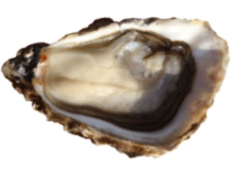 LA PERLE OYSTERS NO3X24P 24PC (#128011)