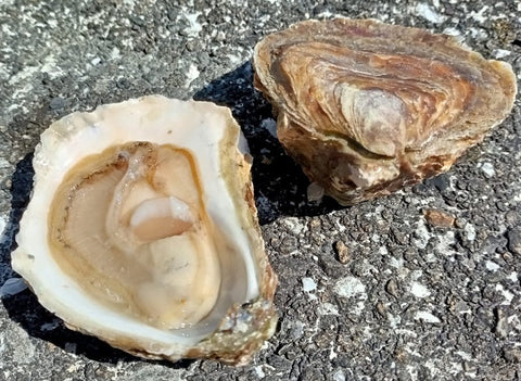 ORGANIC BELON PLATE OYSTERS NO3 25PC (#122565)