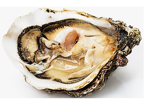 MUIRGEN OYSTERS NO2 12PC (#122591)