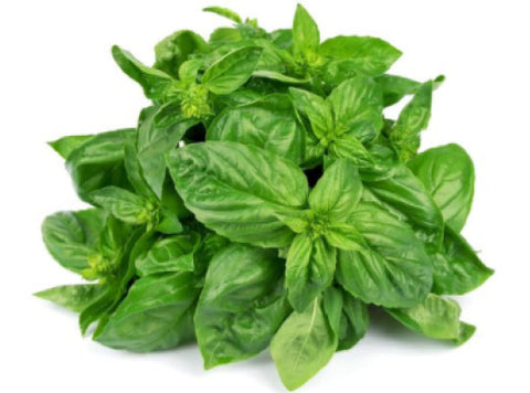 BASIL 25G (#121128)