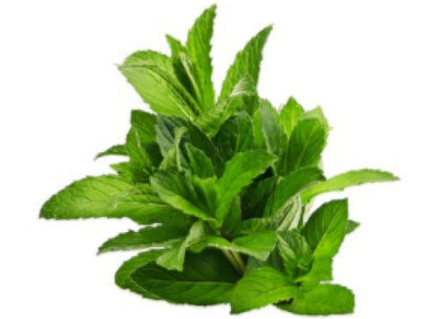 PEPPERMINT 25G (#121122)