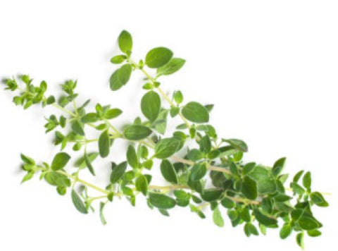 OREGANO 25G (#121126)