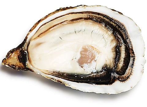 POUSSE EN CLAIRE OYSTERS NO3X24P 24PC (#127997)
