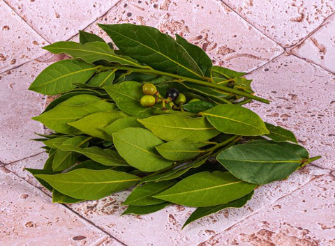 ORGANIC LAUREL (#121201)